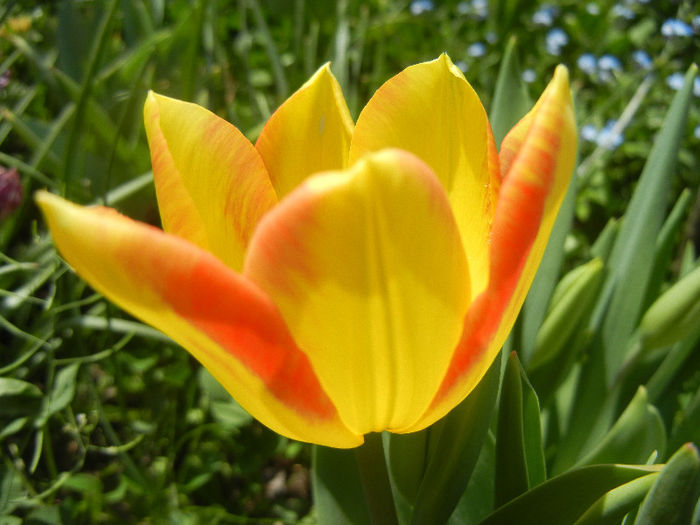 Tulipa Florette (2013, April 27) - Tulipa Florette