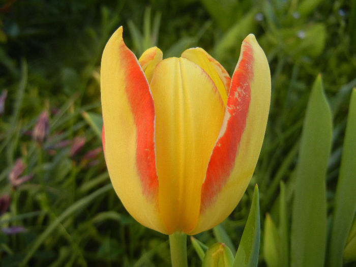 Tulipa Florette (2013, April 28) - Tulipa Florette