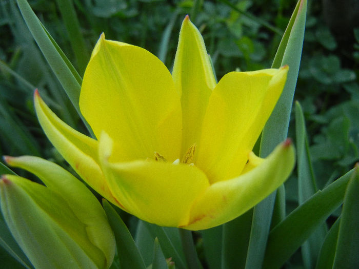 Tulipa Florette (2013, April 29)