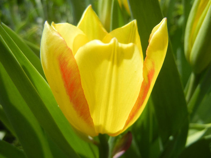 Tulipa Florette (2013, April 29) - Tulipa Florette