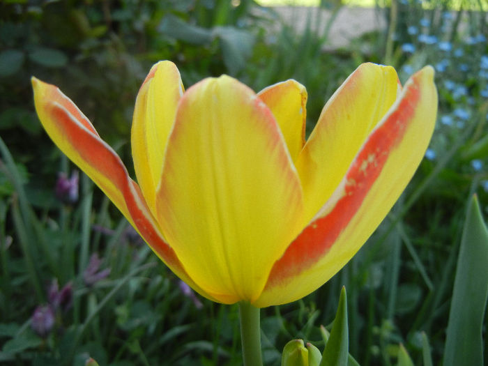 Tulipa Florette (2013, April 29) - Tulipa Florette