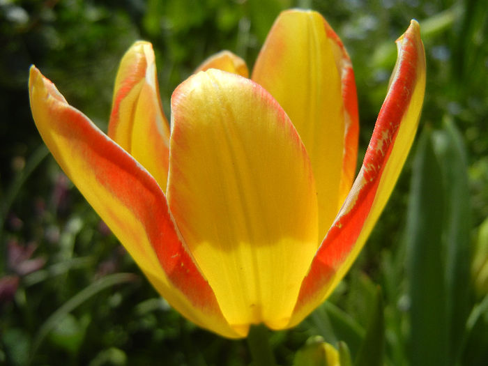 Tulipa Florette (2013, April 29) - Tulipa Florette