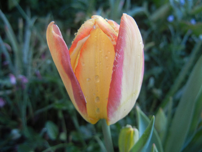 Tulipa Florette (2013, April 29) - Tulipa Florette