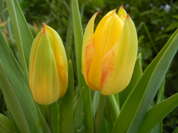 Tulipa Florette (2013, April 29)