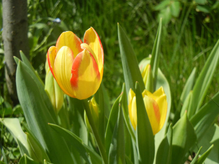 Tulipa Florette (2013, April 29) - Tulipa Florette