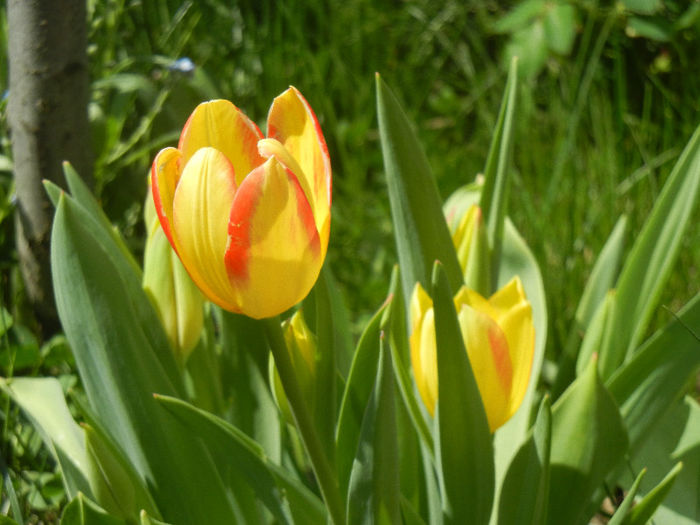 Tulipa Florette (2013, April 29)