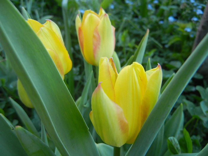 Tulipa Florette (2013, May 01) - Tulipa Florette