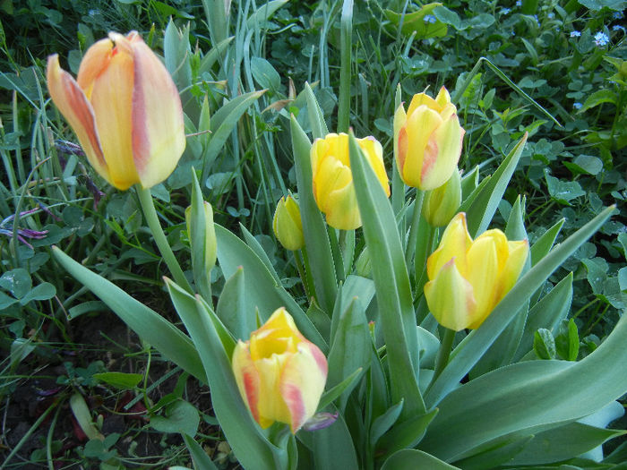 Tulipa Florette (2013, May 01) - Tulipa Florette