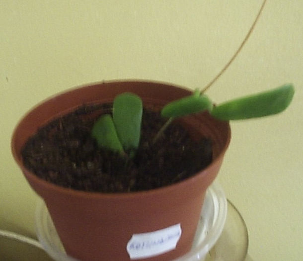 rotundiflora (ex Square)