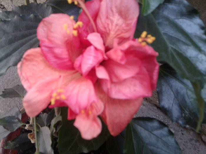 rog frumos -identificare