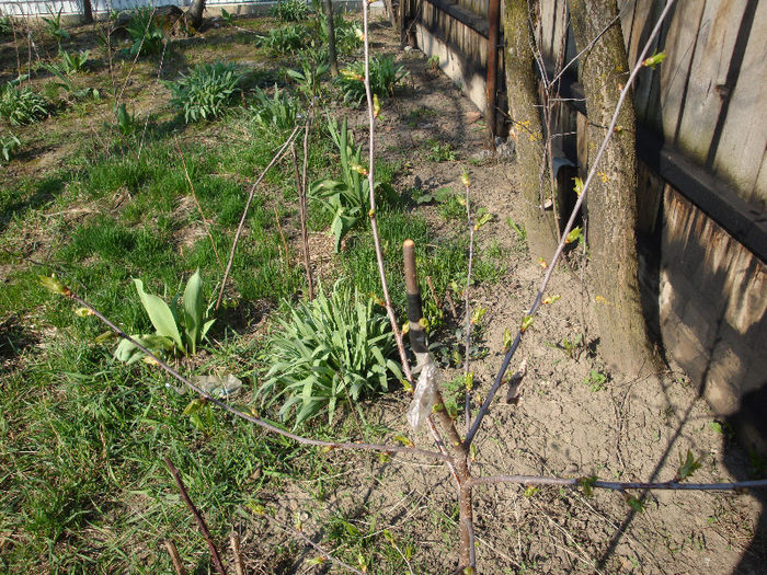 a scos mugure dar s-a uscat mai tarziu; visin pe visin prins
