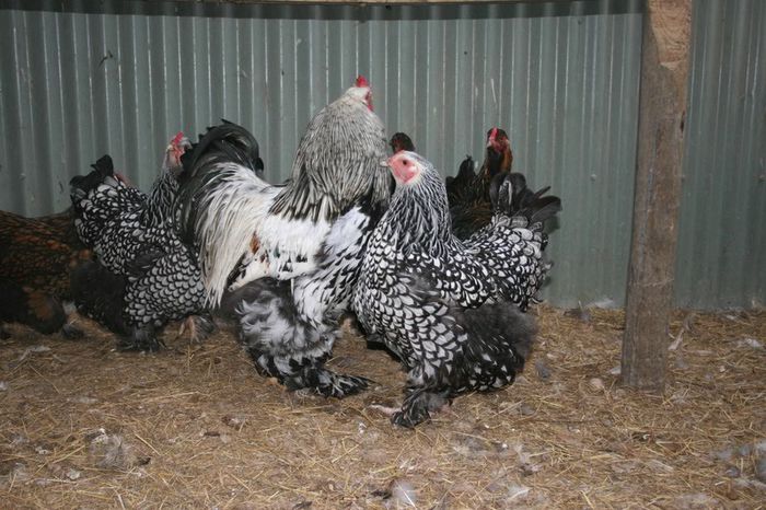 08 brahma breeding season 061