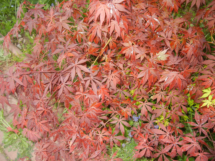 Acer palmatum Bloodgood (2013, Apr.29)