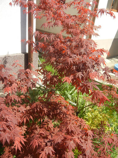 Acer palmatum Bloodgood (2013, Apr.29) - Acer palmatum Bloodgood