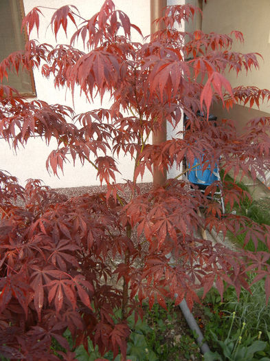 Acer palmatum Bloodgood (2013, Apr.29)