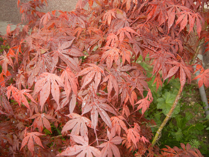 Acer palmatum Bloodgood (2013, Apr.29) - Acer palmatum Bloodgood