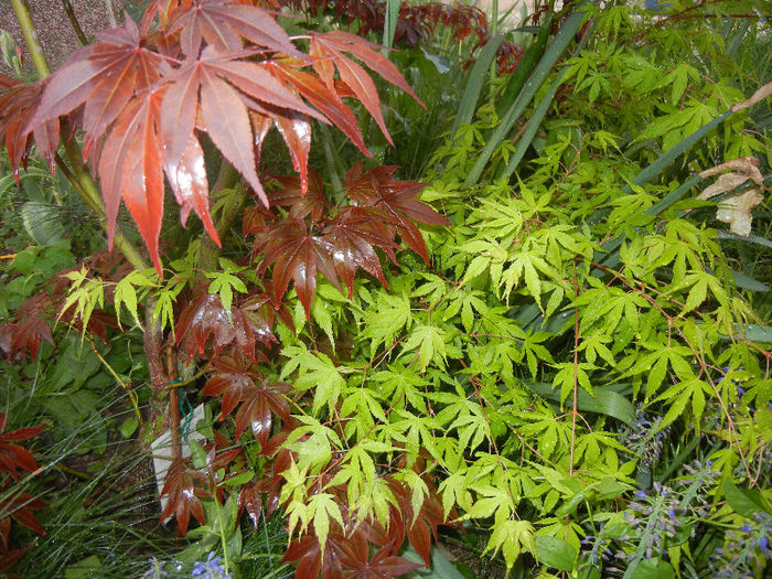 Acer Bloodgood & Katsura (2013, Apr.29) - Acer palmatum_Japanese Maples