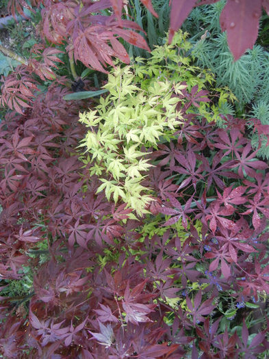 Acer Katsura & Bloodgood (2013, Apr.29) - Acer palmatum_Japanese Maples