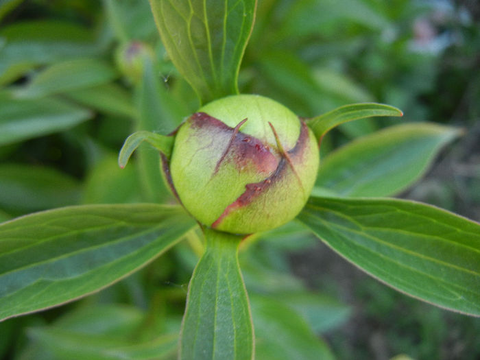 Peony. Bujor (2013, April 30)