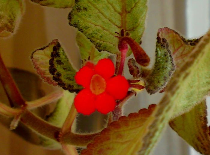 No name - Gesneriaceae