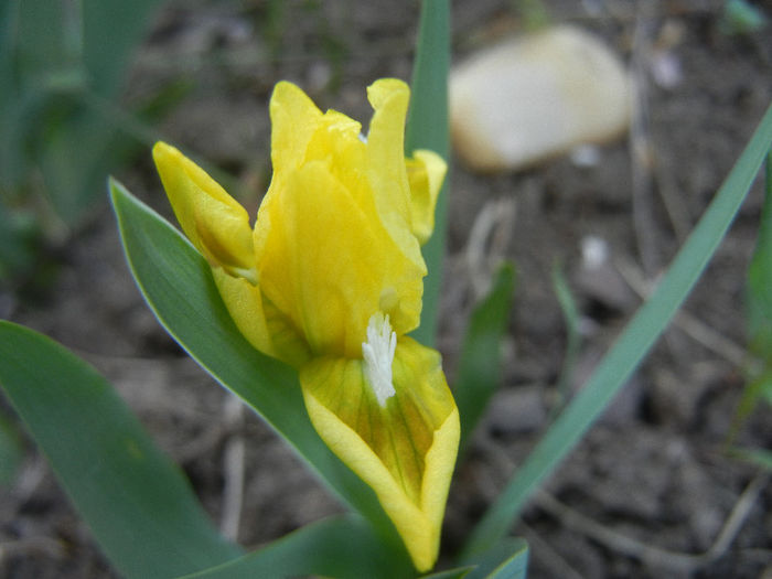 Iris pumila Yellow (2013, April 24) - Iris pumila Yellow