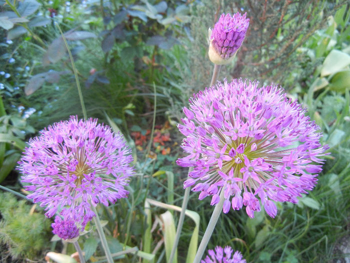 Allium Purple Sensation (2013, May 01) - Allium aflatunense Purple