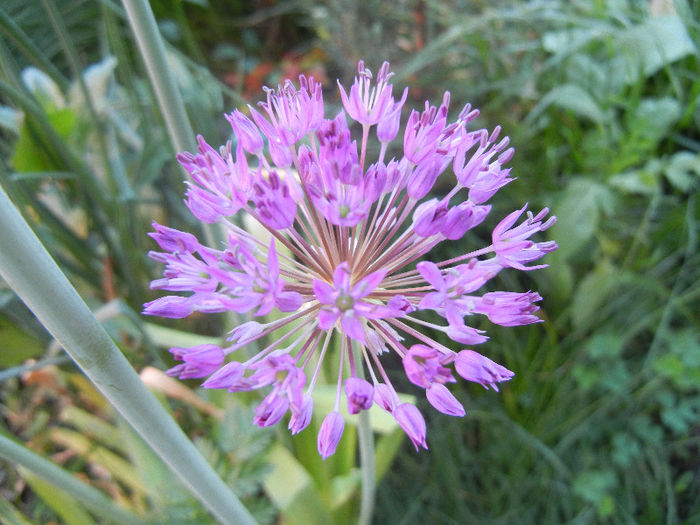 Allium Purple Sensation (2013, May 01) - Allium aflatunense Purple