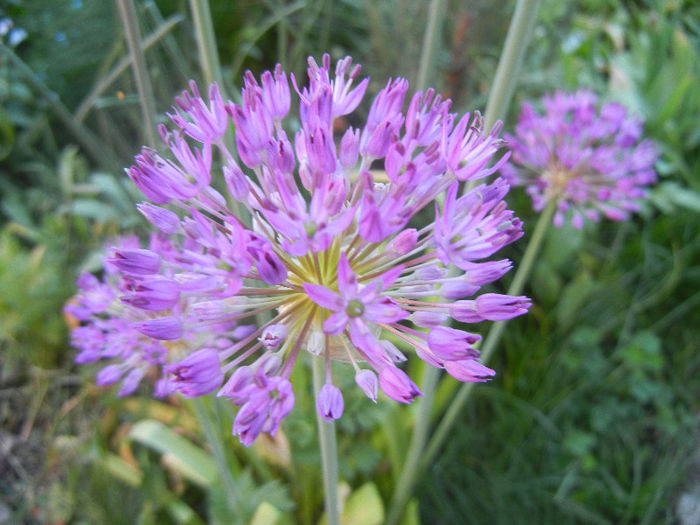 Allium Purple Sensation (2013, May 01) - Allium aflatunense Purple