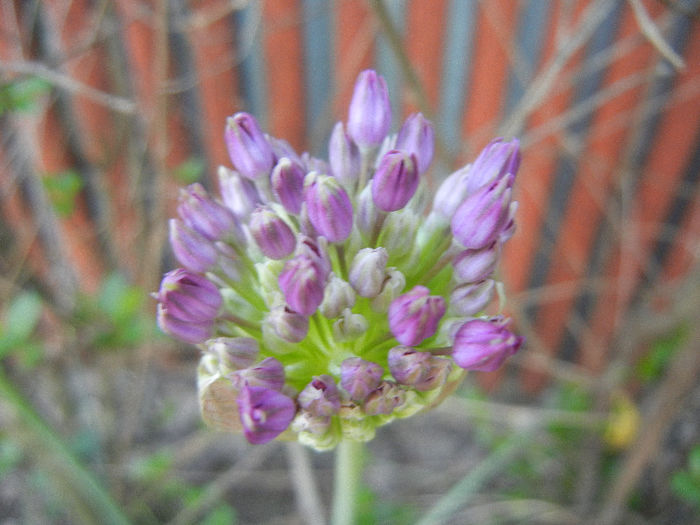 Allium Purple Sensation (2013, May 01) - Allium aflatunense Purple