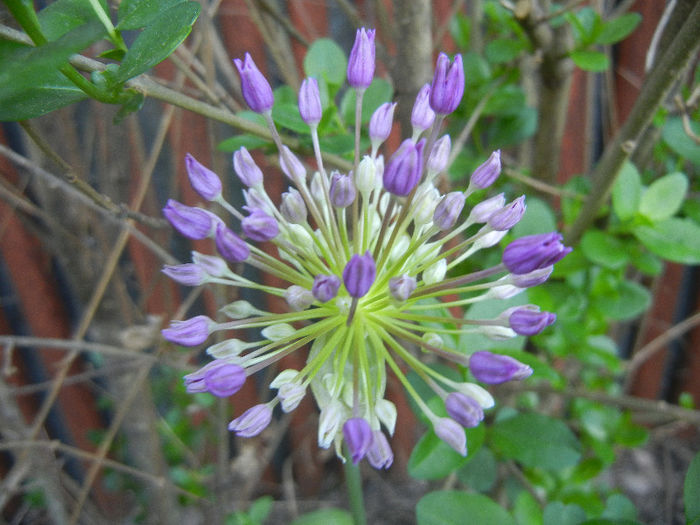 Allium Purple Sensation (2013, May 01) - Allium aflatunense Purple