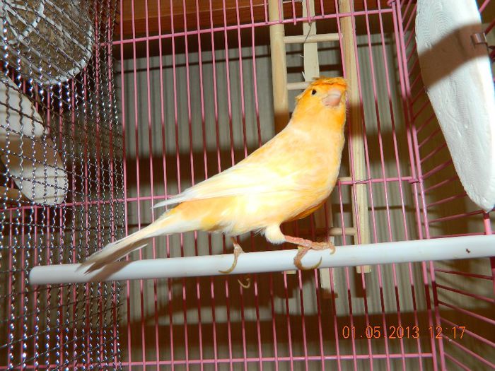 Mascul