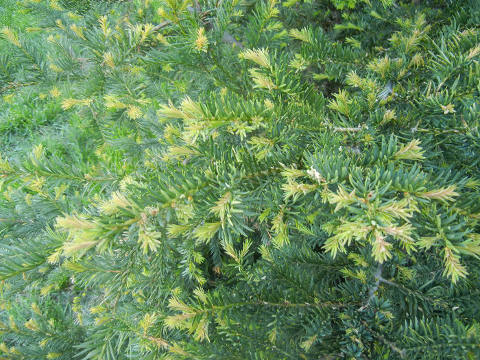 Taxus baccata (2013, May 01) - Taxus baccata_European Yew