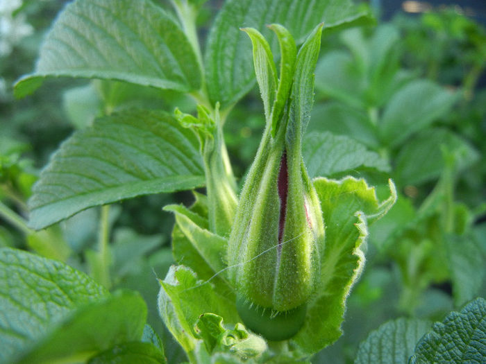 Rosa rugosa (2013, May 01)