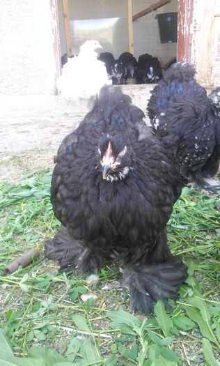 20130501_165954-1881923408