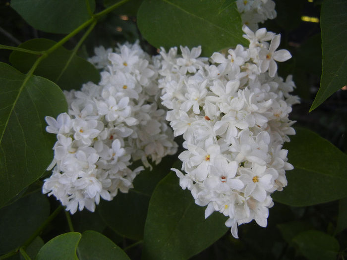 White Lilac Tree (2013, May 01) White Lilac Tree (2013, May 01)