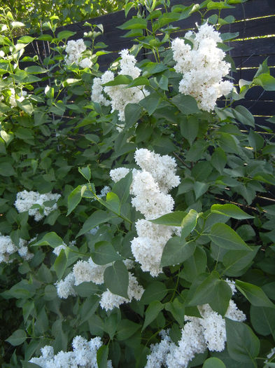 White Lilac Tree (2013, May 01)