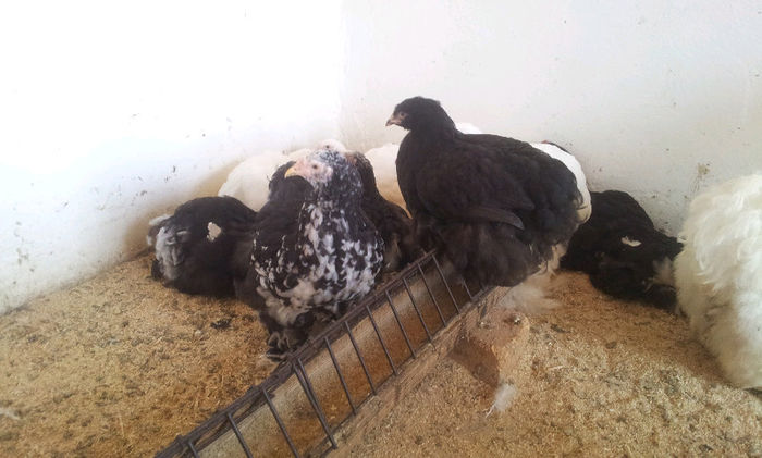 20130501_1702361612286676