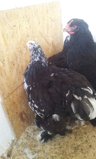 20130501_170257-1634795940