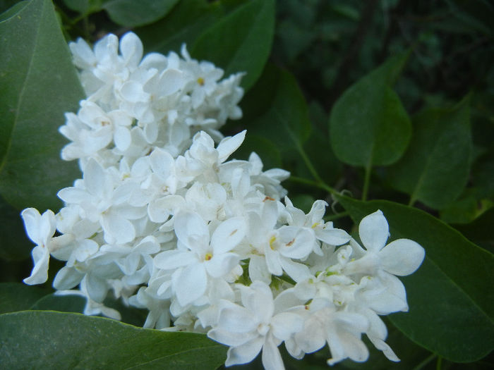 White Lilac Tree (2013, May 01) White Lilac Tree (2013, May 01)