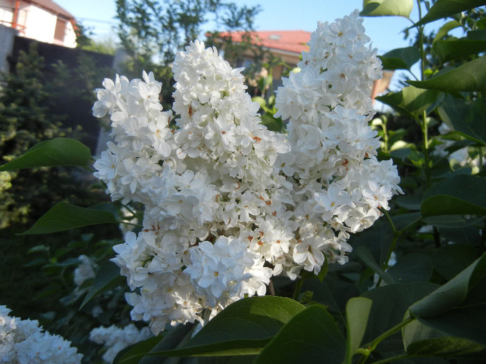 White Lilac Tree (2013, May 01) White Lilac Tree (2013, May 01)