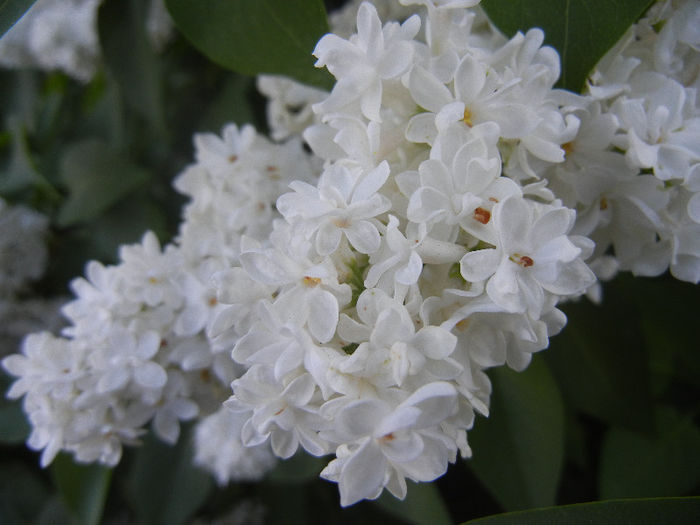 White Lilac Tree (2013, May 01) - Syringa vulgaris White