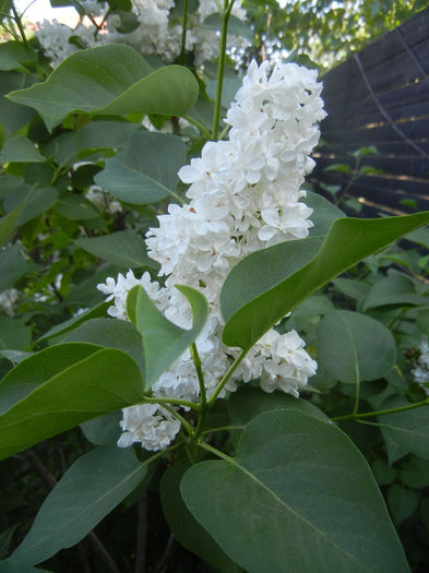 White Lilac Tree (2013, May 01) White Lilac Tree (2013, May 01)