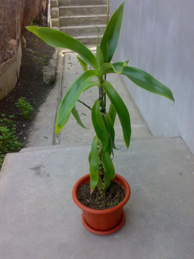 Callisia fragrans. Update 1 mai 2013 - Callisia fragrans