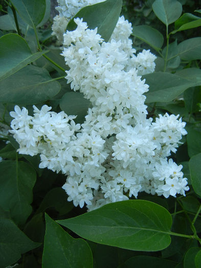 White Lilac Tree (2013, May 01) White Lilac Tree (2013, May 01)