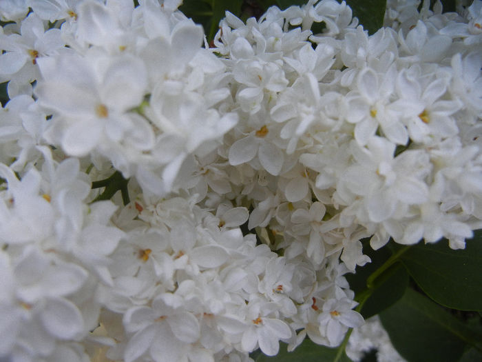 White Lilac Tree (2013, May 01) White Lilac Tree (2013, May 01)