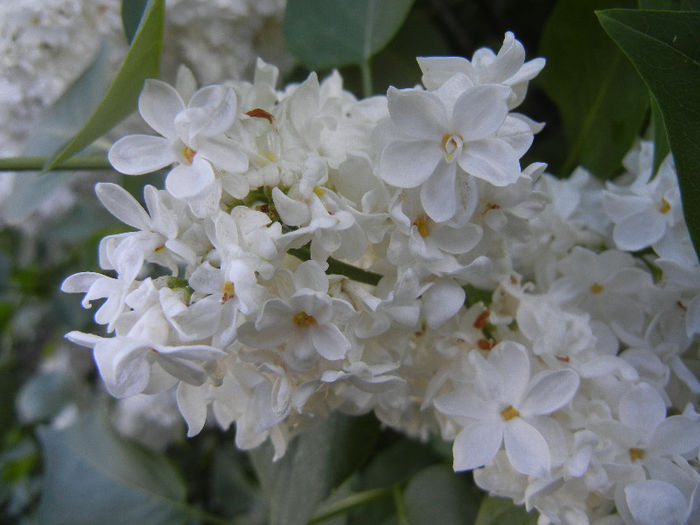 White Lilac Tree (2013, May 01)