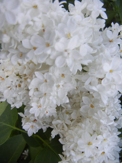 White Lilac Tree (2013, May 01) White Lilac Tree (2013, May 01)