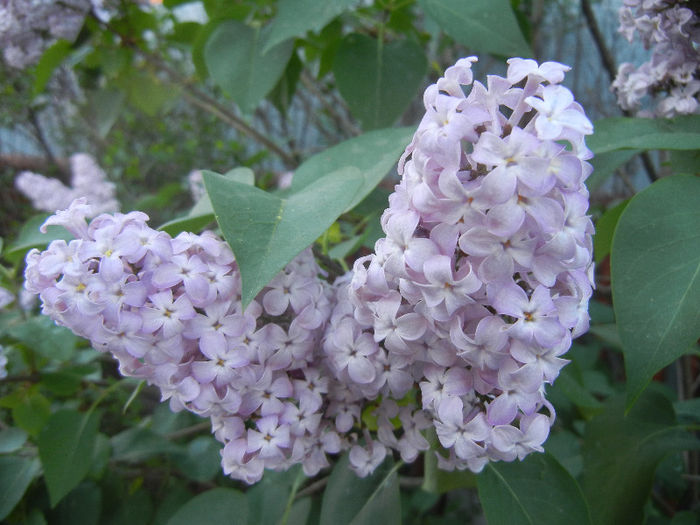 Syringa vulgaris_Lilac (2013, May 01) - Syringa vulgaris Lilac