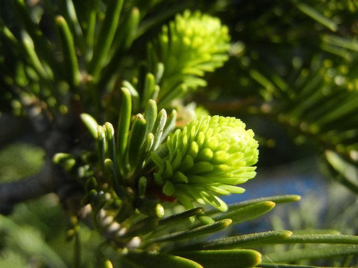 Abies nordmanniana (2013, May 01)