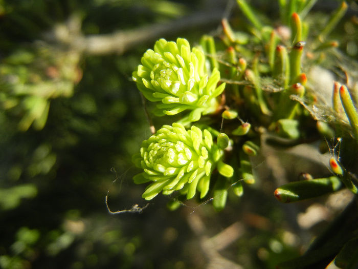 Abies nordmanniana (2013, May 01)